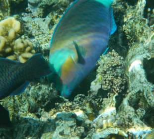 Papageienfisch am Hausriff