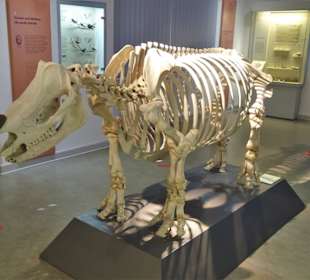 Rundgang durch das Zoologische Museum Kiel