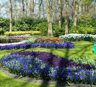 Blumenpracht im Keukenhof