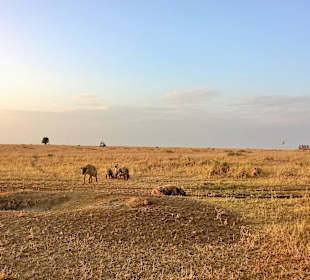 Hyänen in der Masai Mara