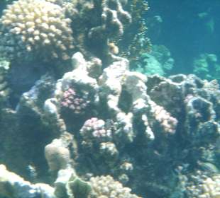 Unterwasserbild - am Riff