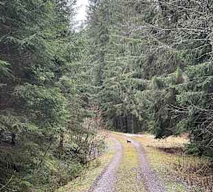 Wandern Titisee-Neustadt