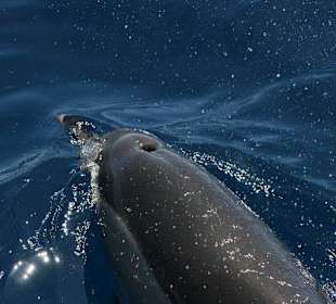 Katamaran Santa Maria