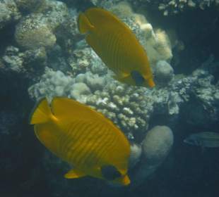 Hausriff Arabia Azur Resort