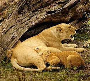 Löwin mit Babys, die haben Hunger