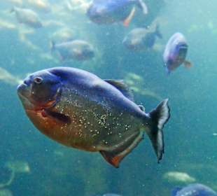 Und das ist ein unheimlicher Pyrana