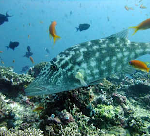 Tauchplatz "Madivaru Corner"