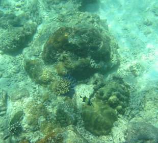 Krabi's Unterwasserwelt