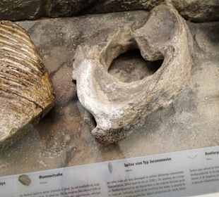 In der Abteilung Stein- und Bronzezeit