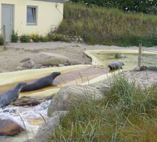 Seehundstation Friedrichskoog