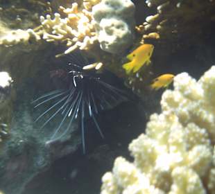 Feuerfisch - hoch giftig - die Stacheln