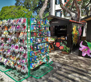 Impressionen vom Blumenfestival in Funchal