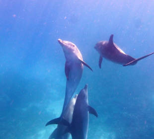 Wunderschöne Delfine ganz ohne Stress und hautnah