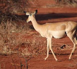 Impala im Tsavo East