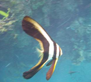 Schöner Fisch am Hausriff