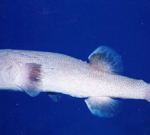 Großer Igelfisch