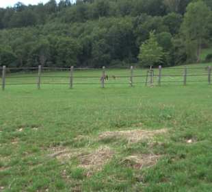 Haupt- und Landgestüt Marbach