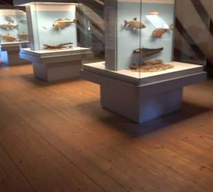 Natur- und Jagdmuseum