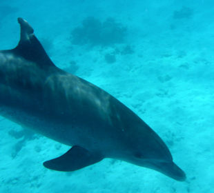 Soo dicht an mit vorbei