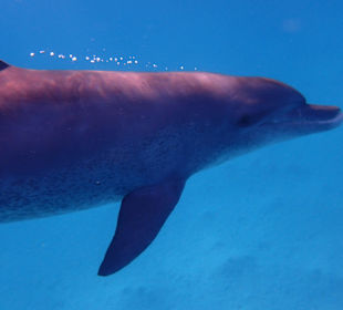 Einmalie Erlebnisse mit Mo´s Delfinen