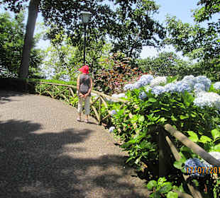 Eine Insel voller Blumen