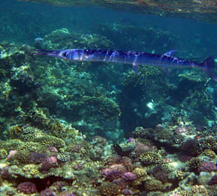 Hornhecht am Außenriff