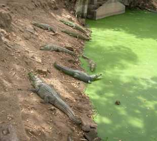 Krokodile
