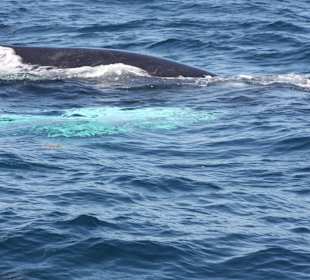 Whale watching Februar 2015