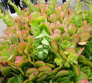 Minack Open Air Theatre