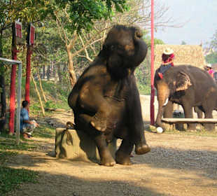 Réserve éléphants