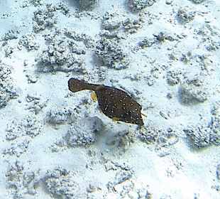 Schnorcheln Marsa Alam