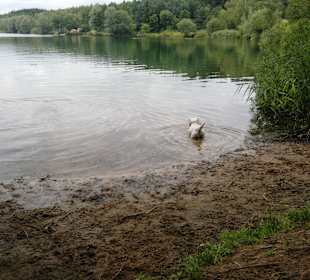 Birkensee im August