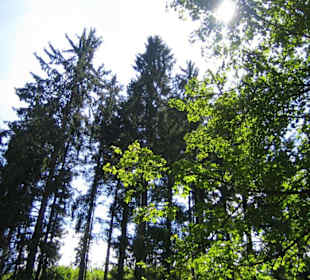 Beim Waldspaziergang