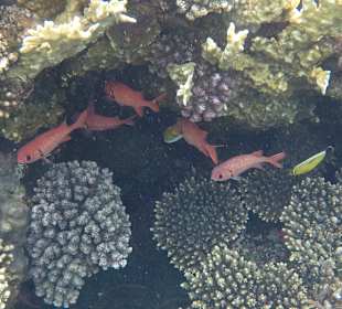 Schnorcheln Abu Soma