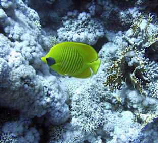 Nurkowanie w Sharm el Sheikh - podwodne życie