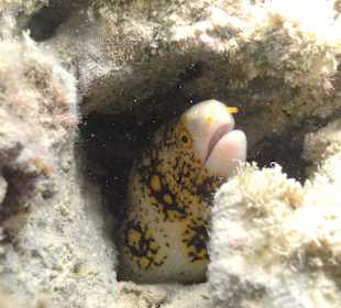 Müräne im Versteck 