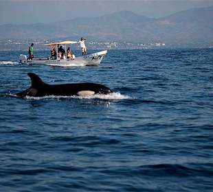 Delfine- und Waltour