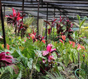 Anathurienplantage