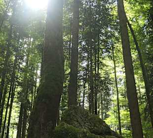Wunderbarer Märchenwald bei Ruhpolding