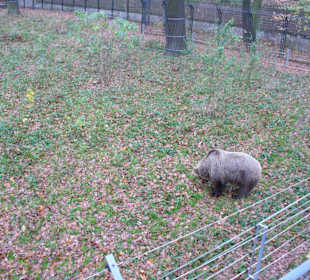 Zwierzęta w zoo