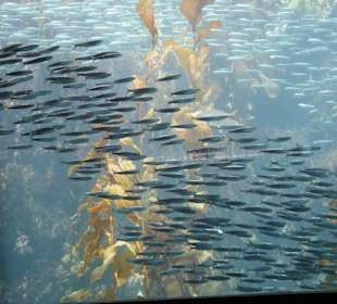 Monterey Bay Aquarium 