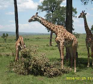 Giraffen beim Fressen