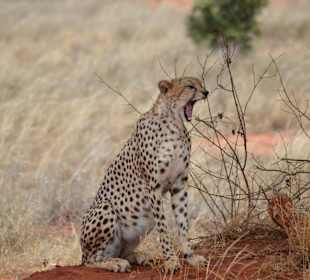 Tsavo-Nationalpark