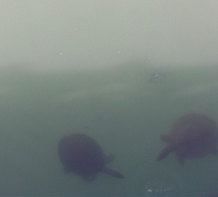 Schildkröten am Hafen