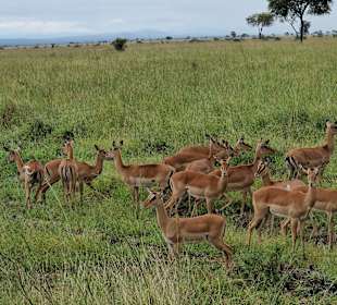 Impalas