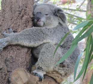 Chiang Mai Zoo - Koala