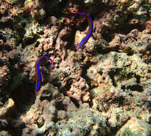 Unterwasserwelt Musandam