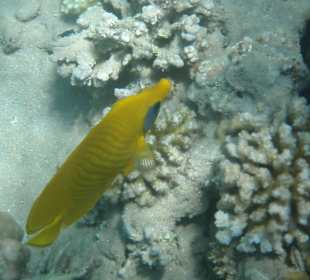 Einige Schnorchel Bilder am Strand