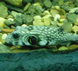 Aquarium El-Gouna