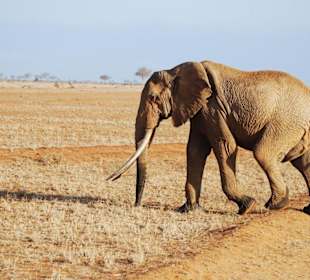 Ein Elefant kreuzt den Weg